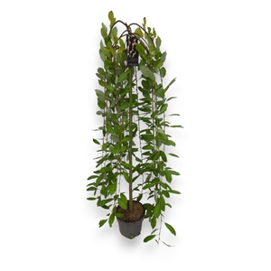 Salix caprea Kilmarnock