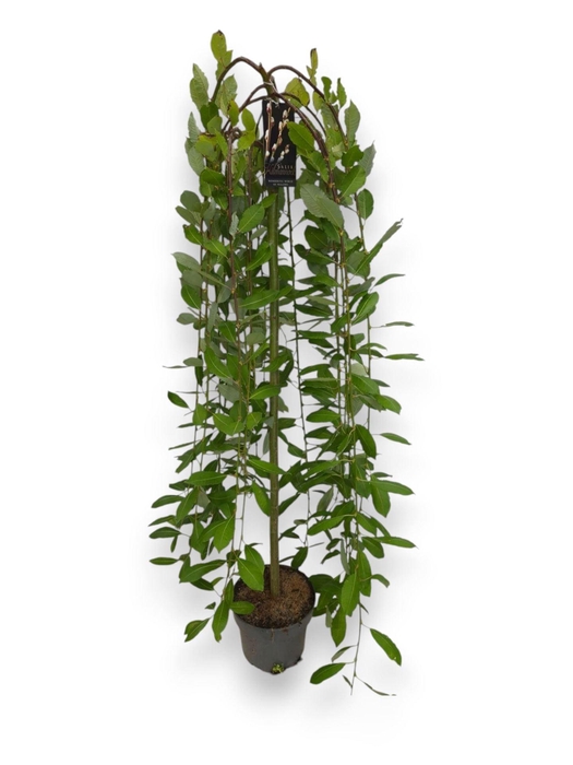 <h4>Salix caprea Kilmarnock</h4>