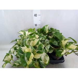 Epipremnum pinn. 'Manjula'
