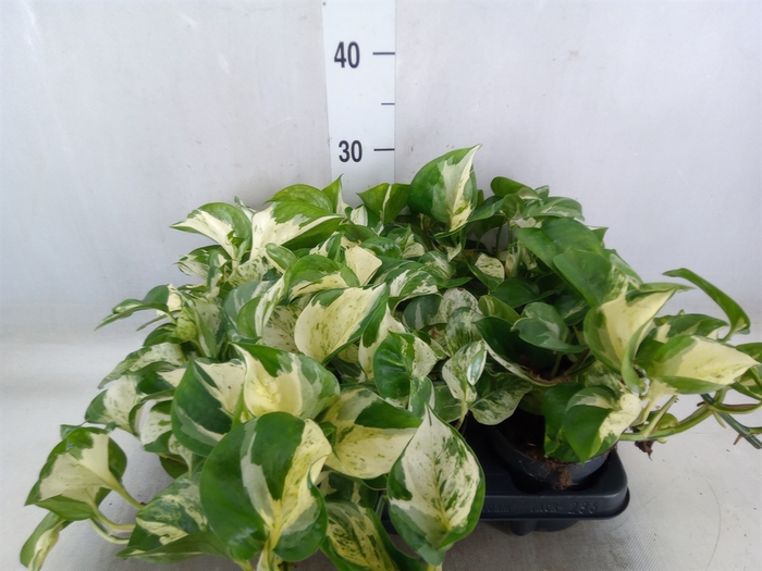 <h4>Epipremnum pinn. 'Manjula'</h4>