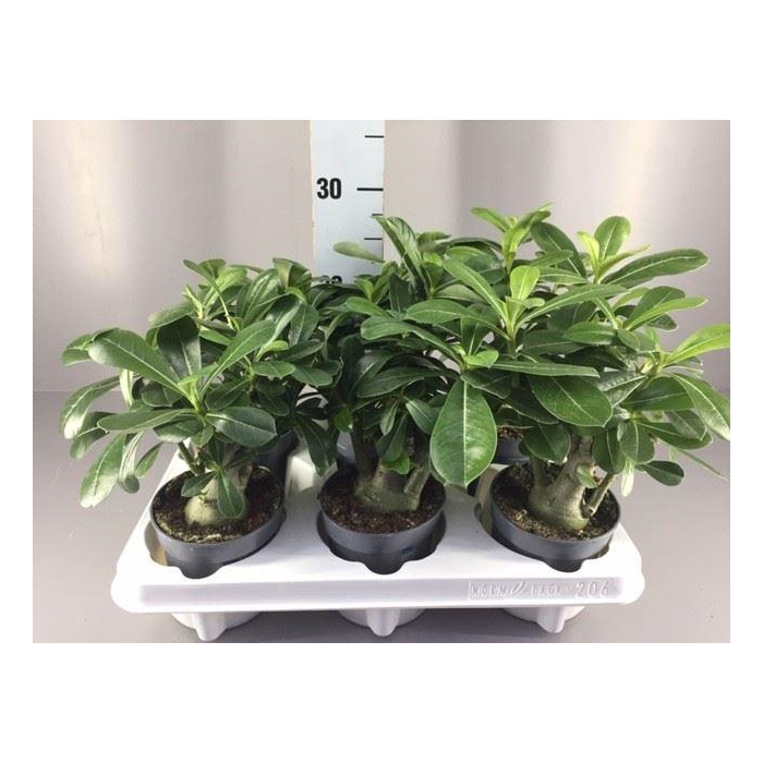 <h4>Adenium obesum</h4>