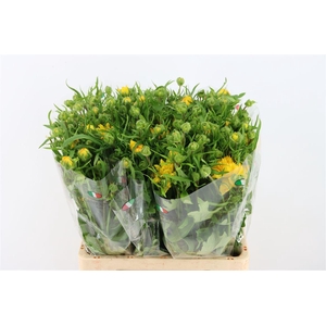 Ran Moderna Star Proxima