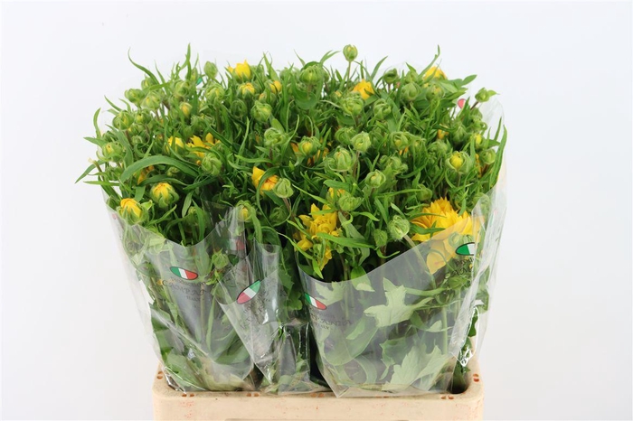 <h4>Ran Moderna Star Proxima</h4>