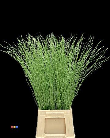 <h4>Betula / Berkentak Metallic Green</h4>