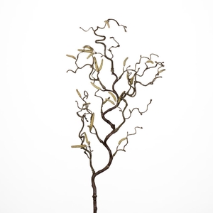 AF Corylus Contorta L70cm Nat.