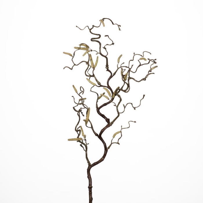 <h4>AF Corylus Contorta L70cm Nat.</h4>