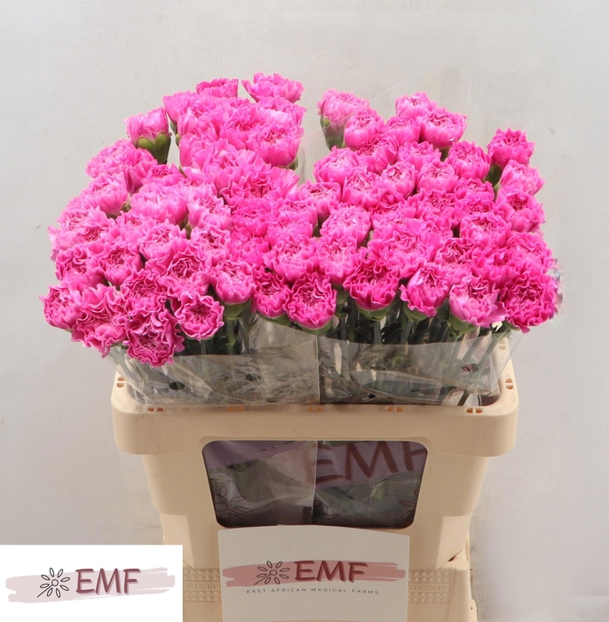 <h4>DI ST HAIKU</h4>