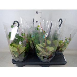 Peperomia  'Smaragd'