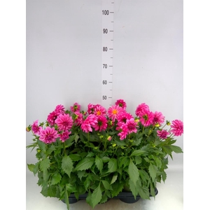 Dahlia  'Dahlinova Hypnot Pink'