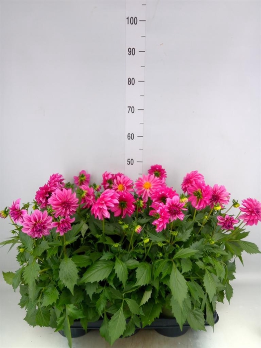 Dahlia  'Dahlinova Hypnot Pink'