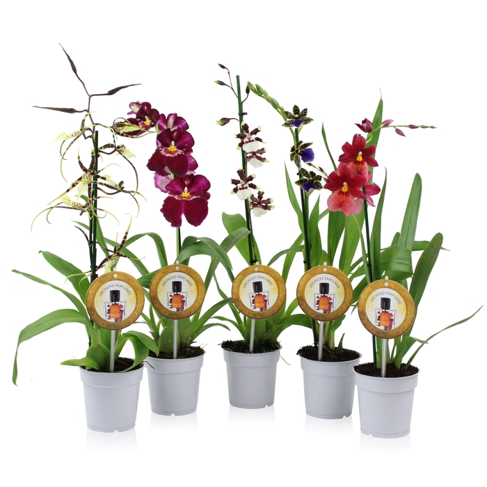 <h4>Inca Parfumee mix 1 spike</h4>