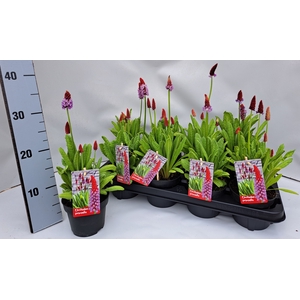 PRIM VIALII