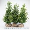 Ilex crenata 'Dark Green' bush 100-125cm RB
