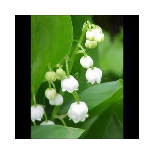 CONVALLARIA MAJALIS MET WORTEL