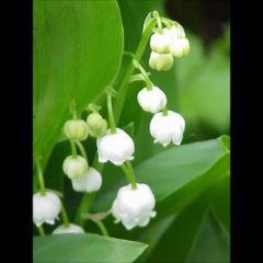 <h4>CONVALLARIA MAJALIS MET WORTEL</h4>