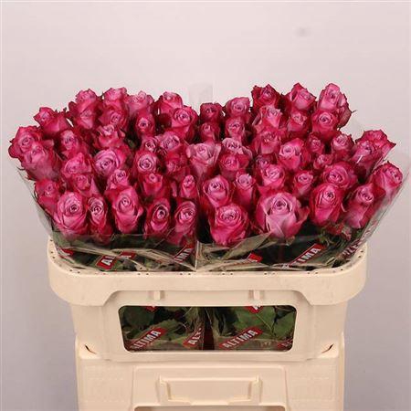 <h4>R Gr Deep Purple</h4>