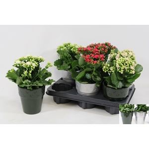 KALANCHOE OV