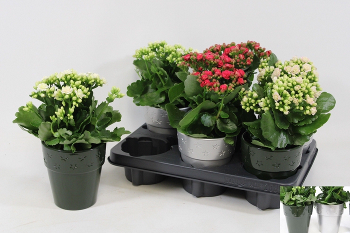 <h4>KALANCHOE OV</h4>