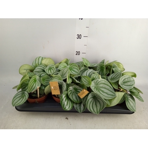 Peperomia argyreia