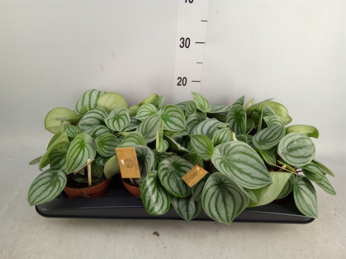 <h4>Peperomia argyreia</h4>