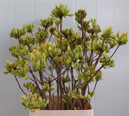 <h4>Rhododendron Groen/geel</h4>