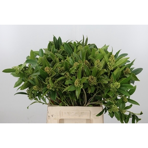 Skimmia Confusa Kew Gre