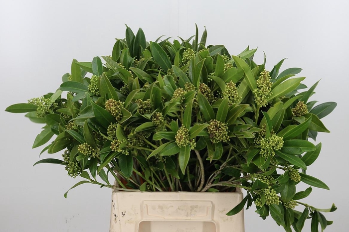 <h4>Skimmia Confusa Kew Gre</h4>