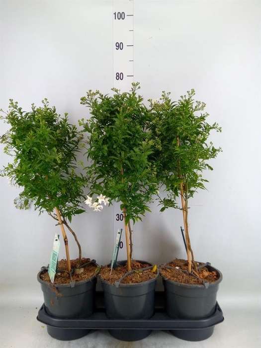 <h4>Solanum jasminoides</h4>