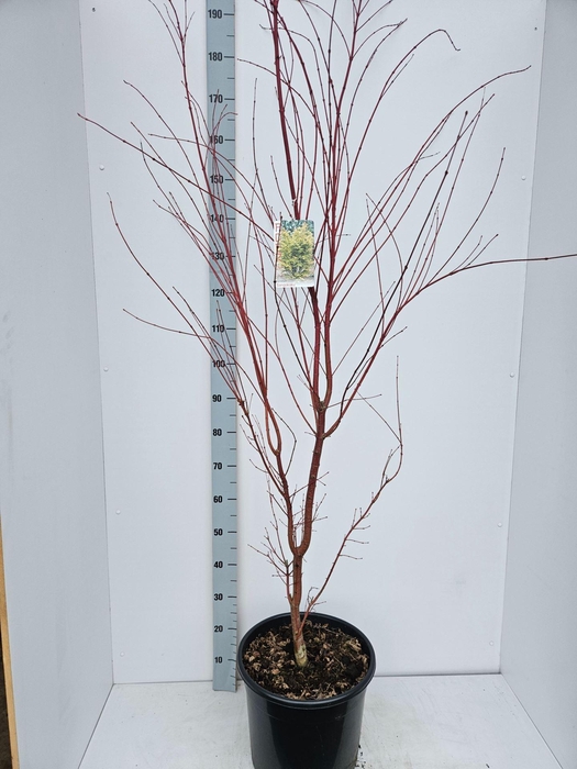 Acer palmatum Sangokaku