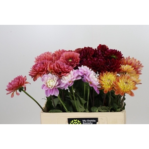 Dahlia Gemengd in fust