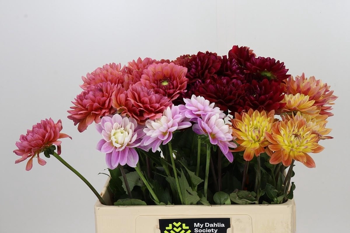<h4>Dahlia Gemengd in fust</h4>