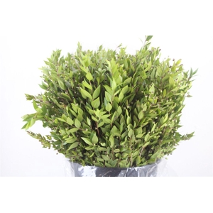 Myrthe Berry Blue P Bunch