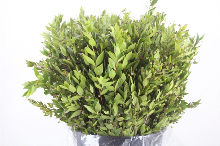 <h4>Myrthe Berry Blue P Bunch</h4>