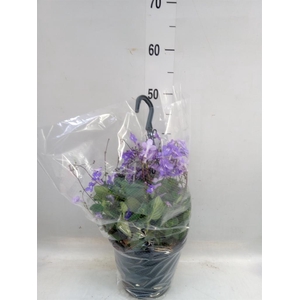 Streptocarpus saxorum