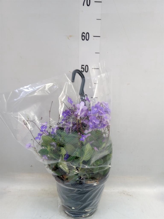 <h4>Streptocarpus saxorum</h4>