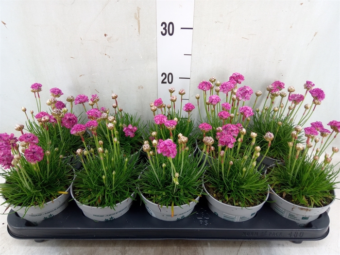 <h4>Armeria maritima</h4>