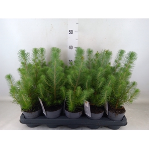 Pinus pinea 'Silver Crest'