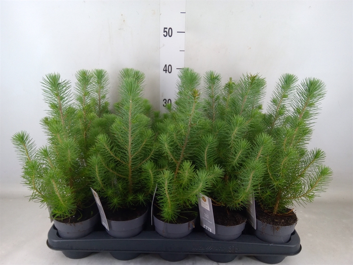 <h4>Pinus pinea 'Silver Crest'</h4>