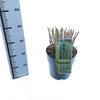 Miscanthus sinensis Strictus