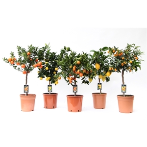 Citrofortunella Microcarpa mix variété de 5