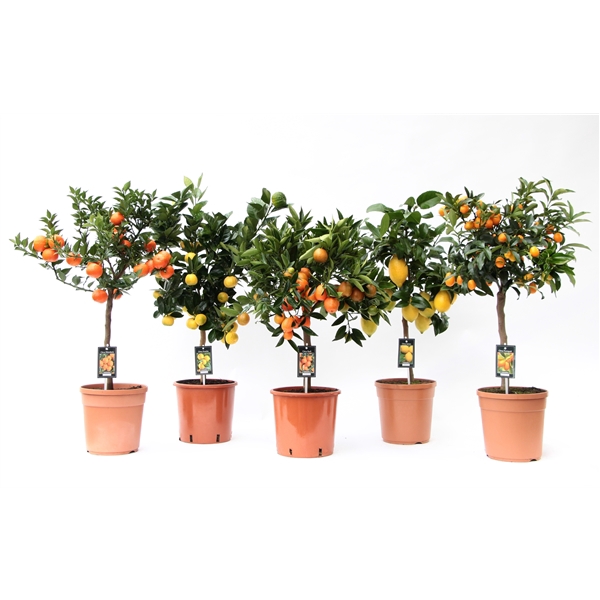 <h4>Citrofortunella Microcarpa mix variété de 5</h4>