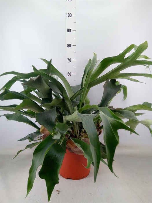 <h4>Platycerium bifurc.</h4>