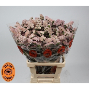 LIM S APRI SUN BIRDS