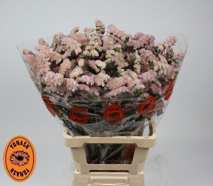 <h4>LIM S APRI SUN BIRDS</h4>