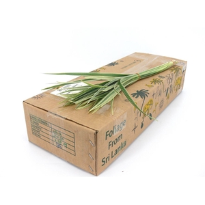 T-grass Bont 50cm