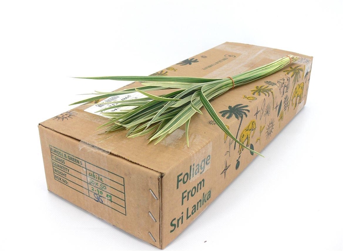 T-grass Groen 60cm