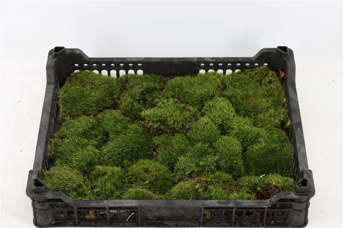 <h4>Mos Bolmos Mini P Kist (1 Laag)</h4>