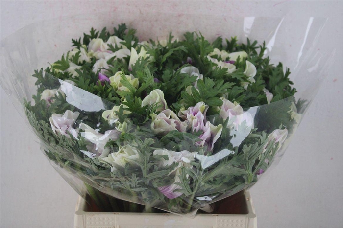 <h4>Anem Mistral Sup Sup White Lila</h4>