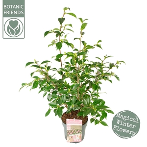 Camellia sasanqua