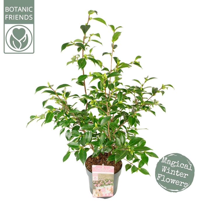 <h4>Camellia sasanqua</h4>